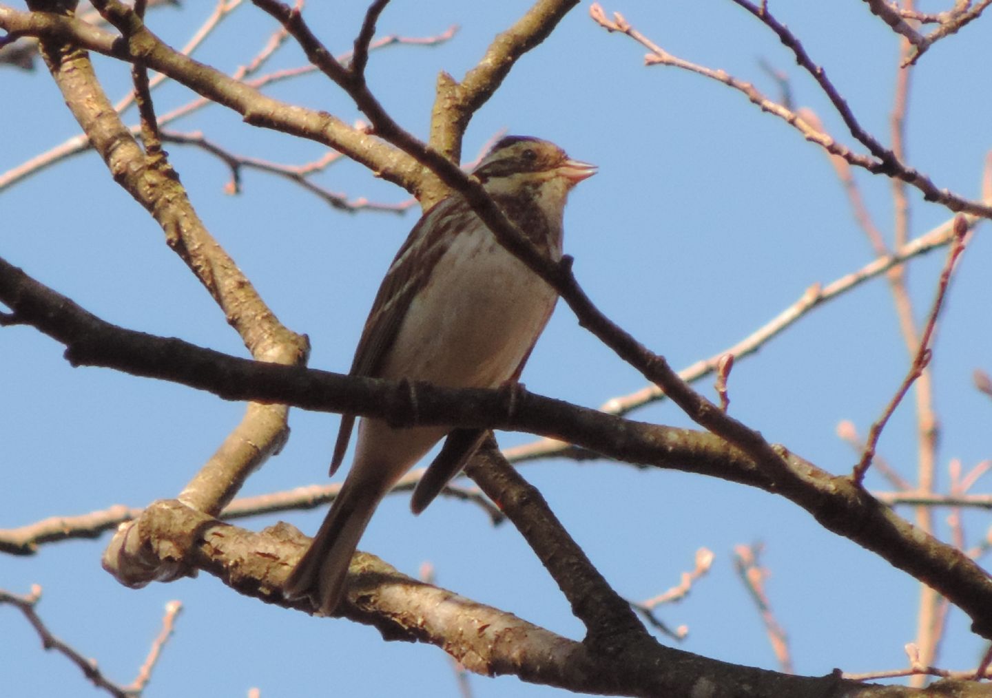 Un raro migratore: Zigolo boschereccio (Emberiza rustica)